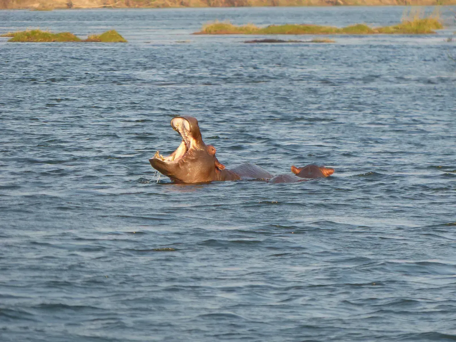 A hippo gapes wide in the sunlit shallows