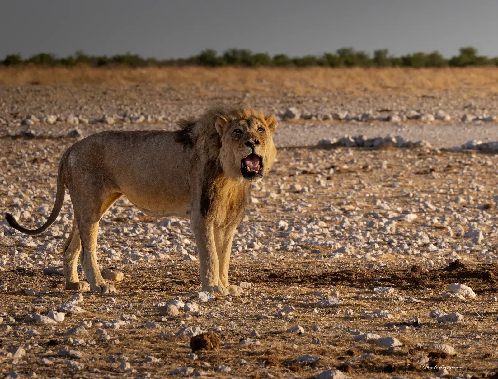 A male lion roars across the stony plain
