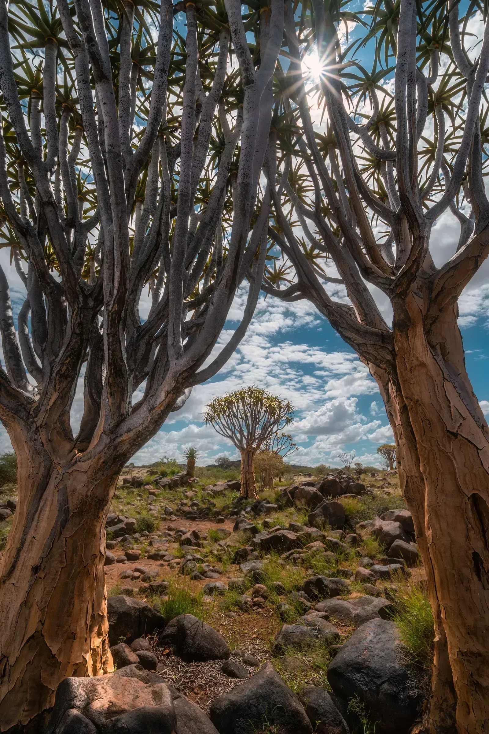 Ancient quiver trees frame the path through the forest