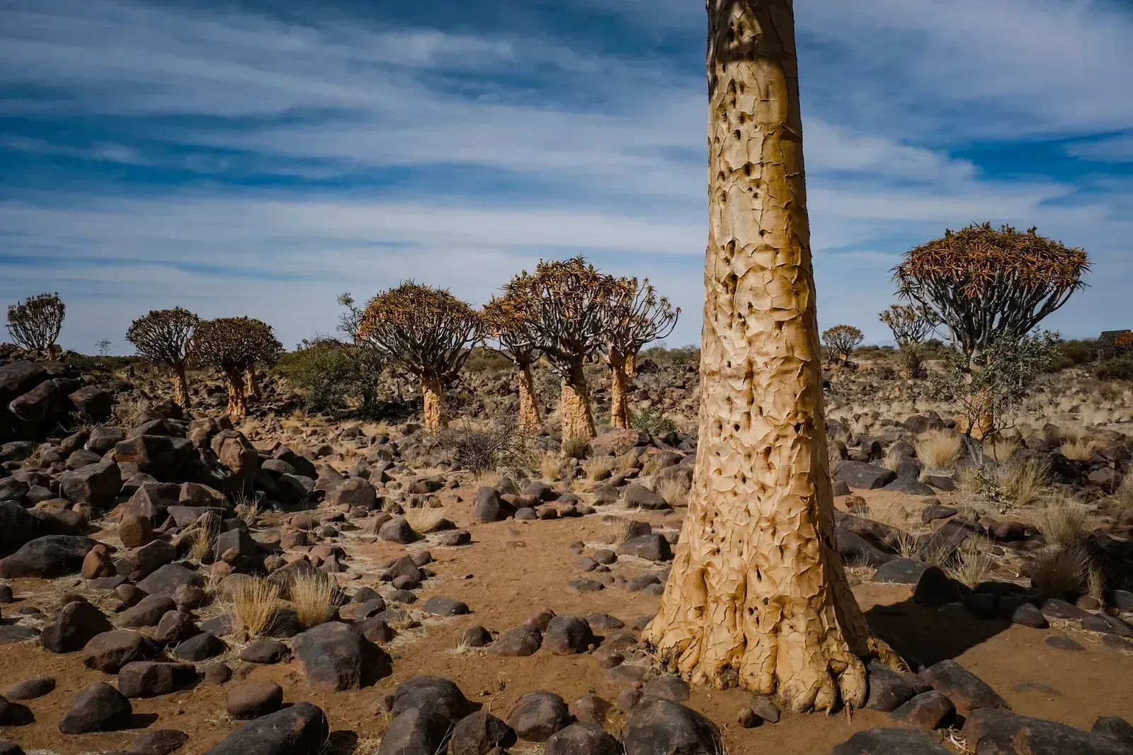 Quiver trees rise from the dolerite boulders under a wide sky