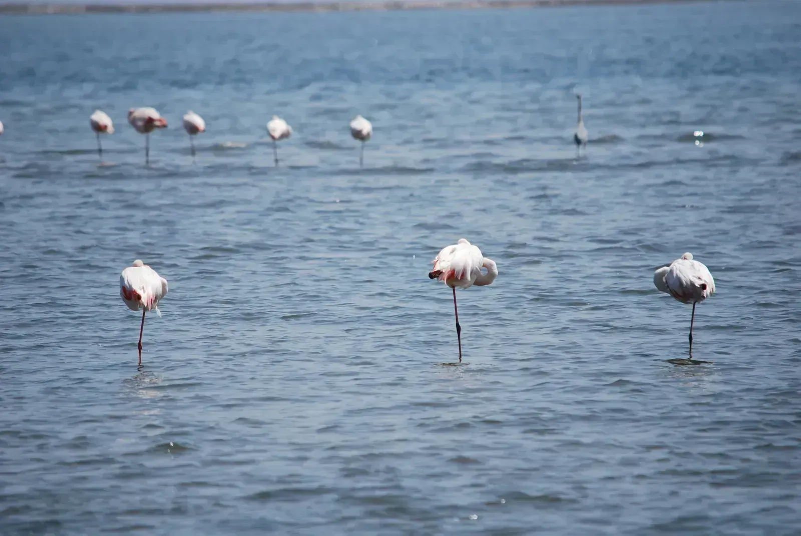 Flamingos gather in the tidal lagoon shallows
