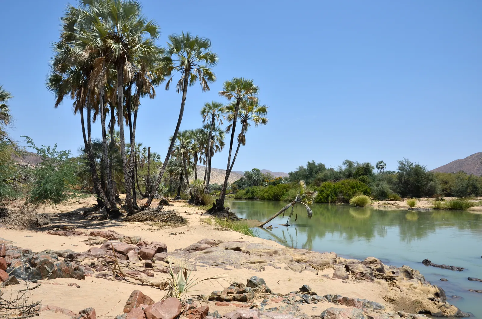 Palm trees on the riverbank of the Kunene